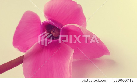 Pink cyclamen flower on a white background. A tender plant is ripped off. Petals turned back, brown stalk, dark core at the flower 139009712