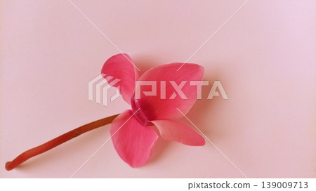 Pink cyclamen flower on a warm pink-red blurred background. A tender plant is ripped off. Petals are turned back, brown stalk, dark core at the flower. Greeting card with copy space 139009713