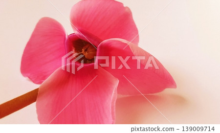 Red cyclamen flower on a white background. A tender plant is ripped off. Greeting card or congratulation on March 8 or mothers day 139009714
