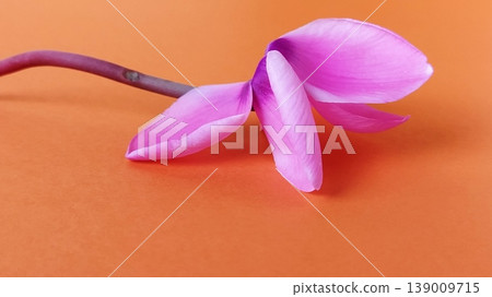 Pink cyclamen flower on a bright orange background. A tender plant is ripped off. Greeting card or congratulation on March 8 or mothers day. 139009715