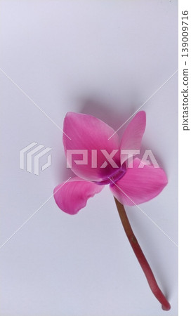 Pink cyclamen flower on a white background. A tender plant is ripped off. Petals turned back, brown stalk, dark core at the flower 139009716