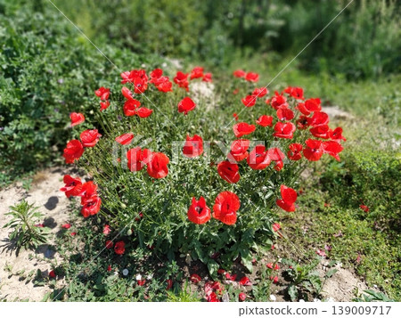 Bush of wild red poppies. Beautiful wildflowers. Blurred background. Poppy field. Delicate poppy petals glisten in the sunlight 139009717