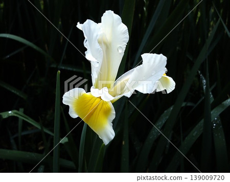 beautiful white iris with delicate delicate petals. The yellow inside of the flower. Dark green and black background. 139009720