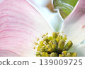 Macro photo of dogwood flowers 139009725