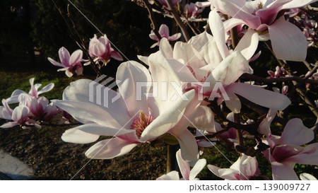 Beautiful blooming white flowers and buds of magnolia on branches without leaves. Pink pestles and stamens. Wedding invitation or greeting card. March 8. The beginning of spring. Delicate white petals Beautiful blooming white flowers and buds of magnolia on branches without leaves. Pink pestles and stamens. Wedding invitation or greeting card. March 8. The beginning of spring. Delicate white petals 139009727