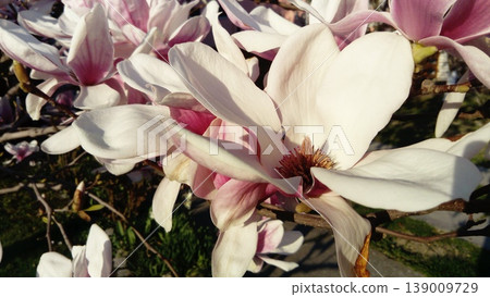 Beautiful blooming white flowers and buds of magnolia on branches without leaves. Pink pestles and stamens. Wedding invitation or greeting card. March 8. The beginning of spring. Delicate white petals 139009729