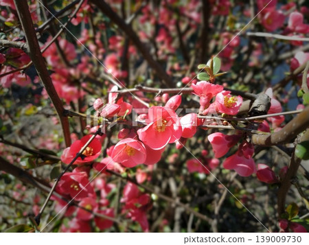 Beautiful pink and red henomeles flowers. Shrub without leaves blooms in early spring. Delicate petals and yellow stamens and pistils with nectar. Greeting card or bouquet. Dark vignetting Beautiful pink and red henomeles flowers. Shrub without leaves blooms in early spring. Delicate petals and yellow stamens and pistils with nectar. Greeting card or bouquet. Dark vignetting 139009730