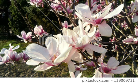 Beautiful blooming white flowers and buds of magnolia on branches without leaves. Pink pestles and stamens. Wedding invitation or greeting card. March 8. The beginning of spring. Delicate white petals Beautiful blooming white flowers and buds of magnolia on branches without leaves. Pink pestles and stamens. Wedding invitation or greeting card. March 8. The beginning of spring. Delicate white petals 139009731
