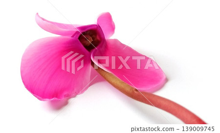 Pink cyclamen flower on a white background. A tender plant is ripped off. Greeting card or congratulation on March 8 or mothers day. 139009745
