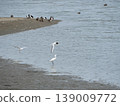 冬季海岸上的水禽 139009772