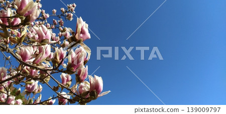 Beautiful blossoming pink flowers and magnolia buds on branches without leaves. Blue sky and sunlight. Wedding invitation or greeting card from March 8. The beginning of spring. Delicate white petals Beautiful blossoming pink flowers and magnolia buds on branches without leaves. Blue sky and sunlight. Wedding invitation or greeting card from March 8. The beginning of spring. Delicate white petals 139009797