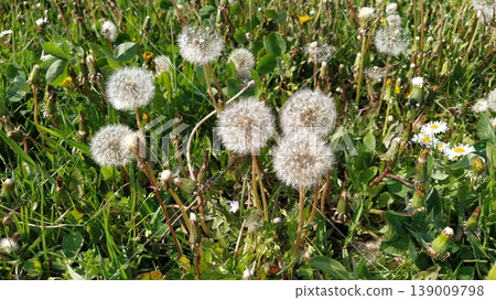 Several white spherical dandelions with air seeds on a background of green foliage and grass.Dandelion, lat. Taraxacum - a genus of perennial herbaceous plants of the family Astra or Asteraceae. Several white spherical dandelions with air seeds on a background of green foliage and grass.Dandelion, lat. Taraxacum - a genus of perennial herbaceous plants of the family Astra or Asteraceae. 139009798