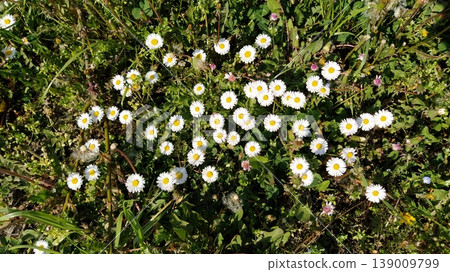 Common daisy, English daisy, Bellis perennis, herbaceous perennial with rosette of spoon shaped leaves and white flower head on leafless scape, disc yellow. Many flowers in top view of green meadow. Common daisy, English daisy, Bellis perennis, herbaceous perennial with rosette of spoon shaped leaves and white flower head on leafless scape, disc yellow. Many flowers in top view of green meadow. 139009799