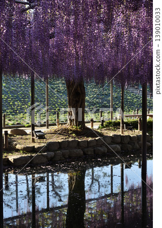 Wisterias on the Wisteria Trellis at Tsushima Tennogawa Park (Tsushima City, Aichi Prefecture) Wisterias on the Wisteria Trellis at Tsushima Tennogawa Park (Tsushima City, Aichi Prefecture) 139010033
