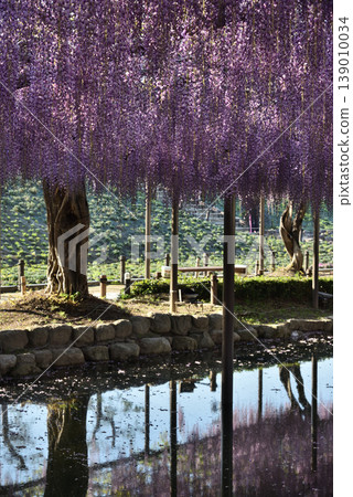 Wisterias on the Wisteria Trellis at Tsushima Tennogawa Park (Tsushima City, Aichi Prefecture) Wisterias on the Wisteria Trellis at Tsushima Tennogawa Park (Tsushima City, Aichi Prefecture) 139010034