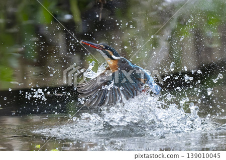Kingfishers living in the city Kingfishers living in the city 139010045