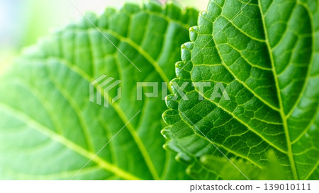 Green hydrangea leaves Green hydrangea leaves 139010111