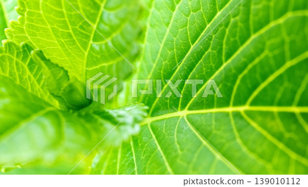 Green hydrangea leaves Green hydrangea leaves 139010112