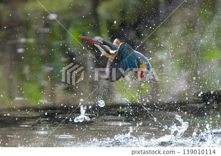 Kingfishers living in the city Kingfishers living in the city 139010114