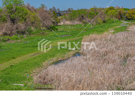 Wetlands on the shores of Lake Biwa, Kusatsu City 139010440