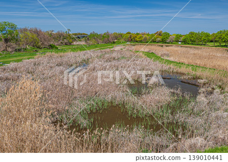 Wetlands on the shores of Lake Biwa, Kusatsu City 139010441