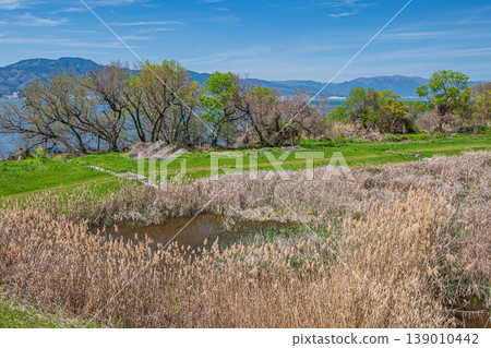 Wetlands on the shores of Lake Biwa, Kusatsu City 139010442