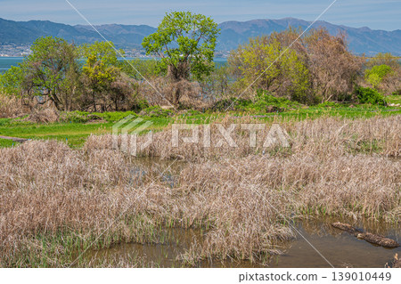 Wetlands on the shores of Lake Biwa, Kusatsu City Wetlands on the shores of Lake Biwa, Kusatsu City 139010449