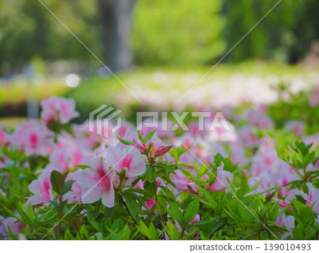 豐橋向山綠園的杜鵑花 豐橋向山綠園的杜鵑花 139010493