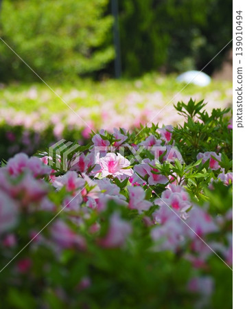 豐橋向山綠園的杜鵑花 豐橋向山綠園的杜鵑花 139010494