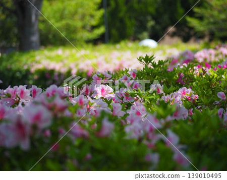 豐橋向山綠園的杜鵑花 豐橋向山綠園的杜鵑花 139010495