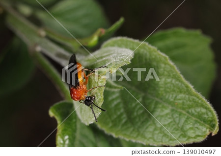 Nature, Living Things: Japanese Turnip Sawfly (Calopteryx japonica), a small sawfly. Males are said to be 5-7 mm long, and females 6-10 mm long. Nature, Living Things: Japanese Turnip Sawfly (Calopteryx japonica), a small sawfly. Males are said to be 5-7 mm long, and females 6-10 mm long. 139010497
