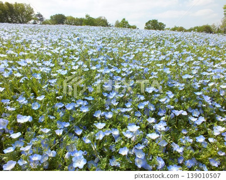 Nemophila(武藏久陵國立森林公園) Nemophila(武藏久陵國立森林公園) 139010507