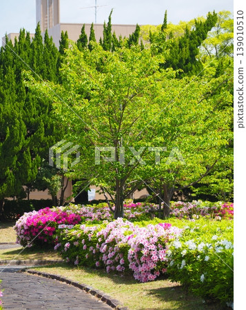 Toyohashi, Mukaiyama Green Space, Azaleas, Health Path Toyohashi, Mukaiyama Green Space, Azaleas, Health Path 139010510