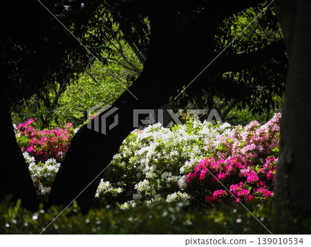 豐橋,向山綠園,杜鵑花 豐橋,向山綠園,杜鵑花 139010534