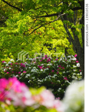豐橋,向山綠園,杜鵑花 豐橋,向山綠園,杜鵑花 139010536