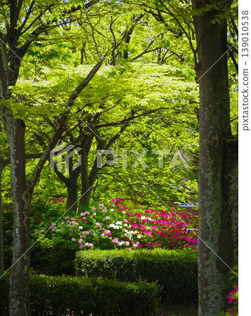 豐橋,向山綠園,杜鵑花 豐橋,向山綠園,杜鵑花 139010538