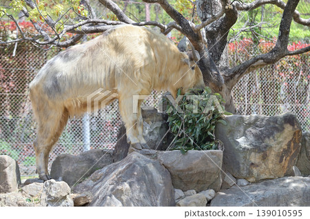 Golden takin eating its food Golden takin eating its food 139010595