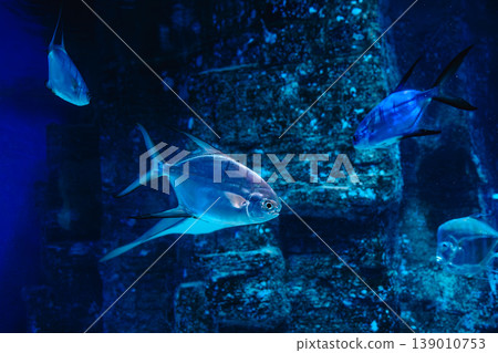 Fish swim in the oceanarium. 139010753