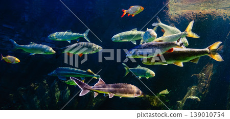 Various river fish swim in a large aquarium in the oceanarium 139010754