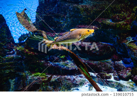 Fish swims in the oceanarium. 139010755