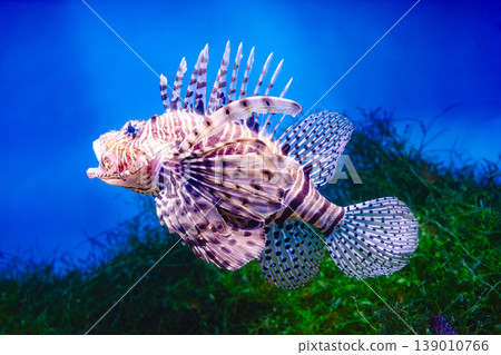 Common Lionfish or Red Lionfish Common Lionfish or Red Lionfish 139010766