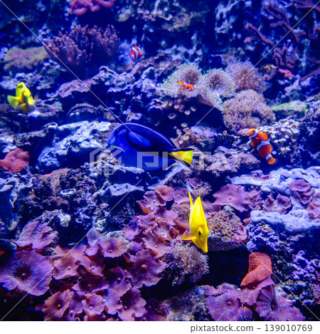 Coral Reef and Tropical Fish Coral Reef and Tropical Fish 139010769