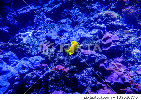 Coral Reef and Tropical Fish Coral Reef and Tropical Fish 139010770
