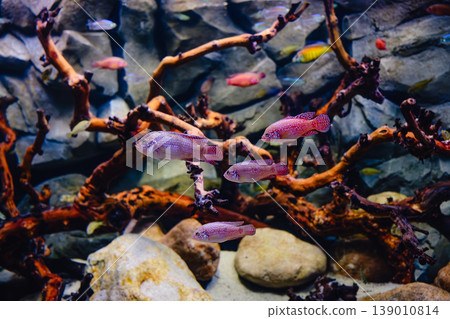 Exotic freshwater fishes in aquarium Exotic freshwater fishes in aquarium 139010814