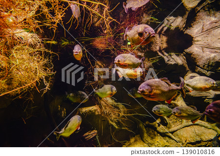 Golden, predatory piranha in the aquarium. 139010816