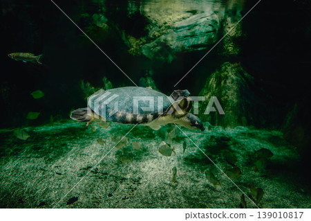 From below of calm big pig nosed turtle From below of calm big pig nosed turtle 139010817