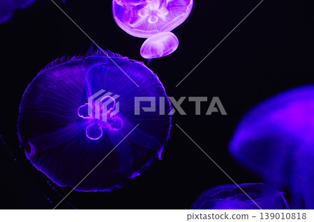 Sea and ocean jellyfish swim in the water close-up. 139010818
