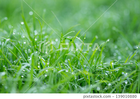 Beautiful tender dew drops on fresh morning grass, close up. Greean grass lawn, blured background, nature concept Beautiful tender dew drops on fresh morning grass, close up. Greean grass lawn, blured background, nature concept 139010880