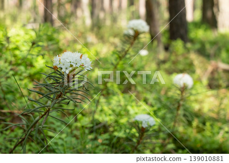 Rhododendron tomentosum (syn. Ledum palustre), known as marsh Labrador tea, northern Labrador tea or wild rosemary. Aromatic plant with white flowers in the forest on sunny day 139010881