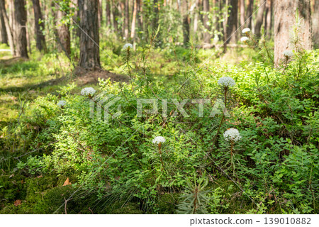 Flowering rhododendron tomentosum or Ledum palustre in the forest, full of sunlight. Plant known as Labrador tea, northern Labrador tea or wild rosemary blooning in wild nature in spring Flowering rhododendron tomentosum or Ledum palustre in the forest, full of sunlight. Plant known as Labrador tea, northern Labrador tea or wild rosemary blooning in wild nature in spring 139010882